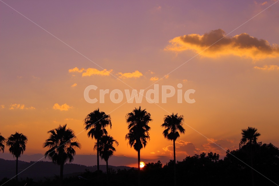 제주도,휴양지,석양,노을,하늘,풍경,야자수,감성,자연,sky,sunset,붉은하늘,일몰,자연,풍경,nature,landscape