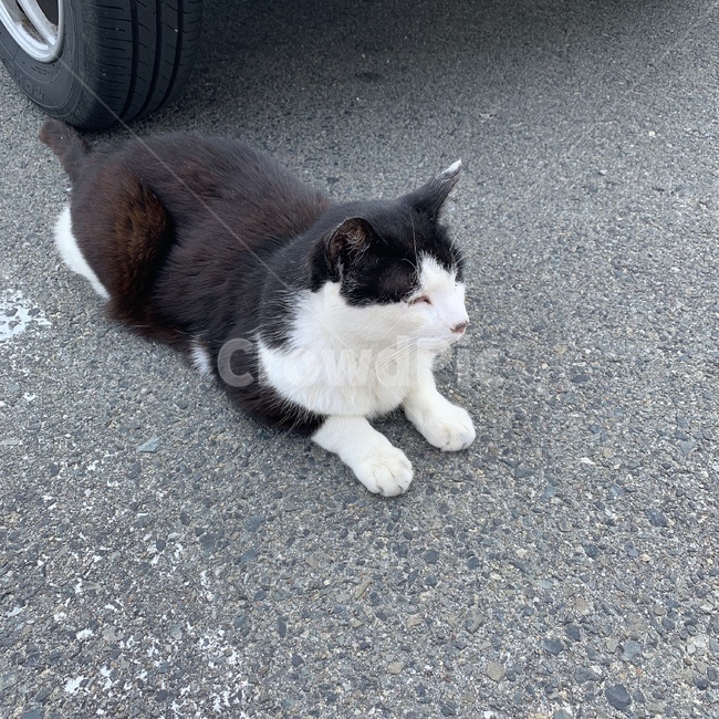고양이,길냥이,솜주먹,나른,얌전