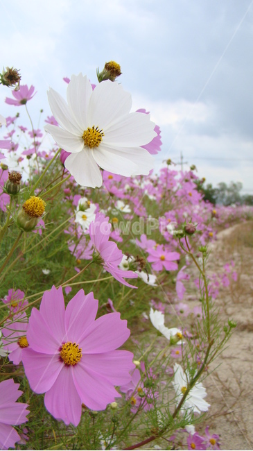 코스모스,코스모스길,코스모스꽃,꽃길,식물,코스모스확대,식물,자연,plants,nature,꽃,flower