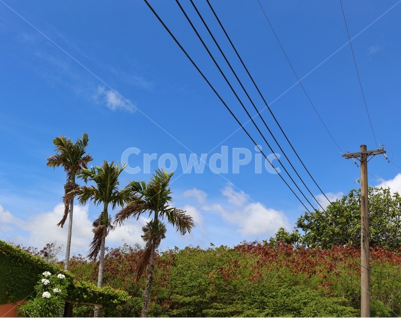 풍경,자연,하늘,나무,야자수,자연,풍경,nature,landscape,utility pole,전신주