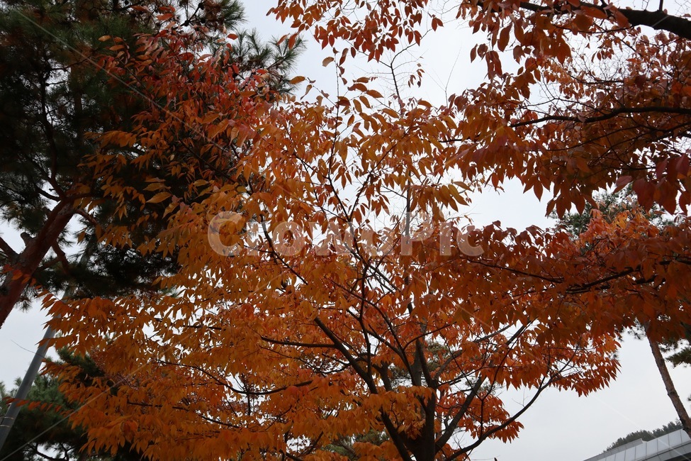 tree,나무,식물,leaf,잎,maple,단풍,가을,fall,autumn,가을,계절,fall,autumn,season,plant