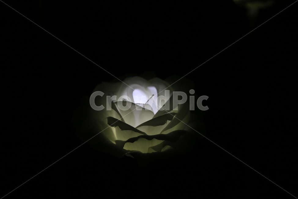 불빛,야경,장미,밤,흰장미,야경,밤,풍경,nightscape,night,landscape,사물,물건,오브젝트,thing,object,matter