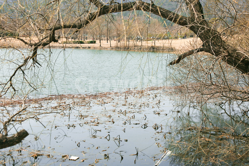 water,물,land,nature,식물,tree,나무