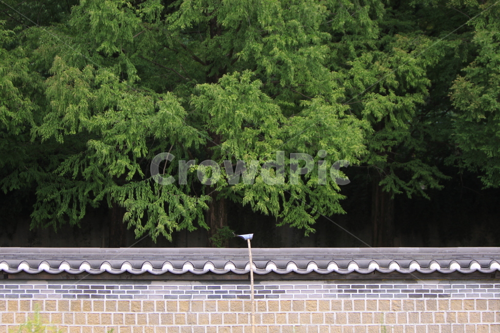기와,나무,담장,녹음,숲,전통가옥,여름,자연,풍경,nature,landscape,한국자연풍경,한국자연경관,korea nature landscape,한국전통,한국문화,korean traditional,korean culture,건축물,건물외관,exterior,building,structure,architecture,construction,plant,식물,tree