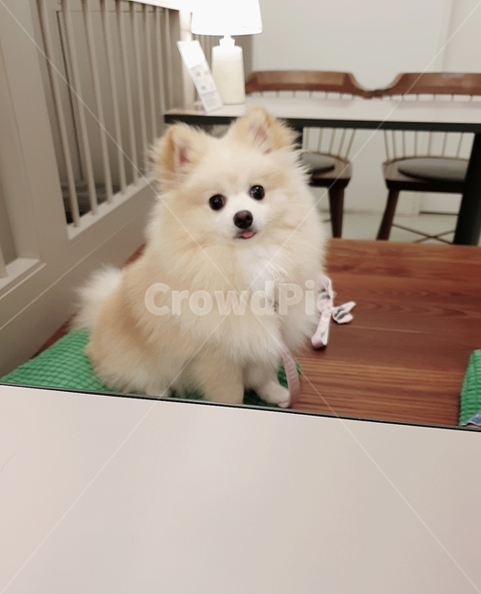 포메라니안,반려동물,강아지,반려견,귀염둥이