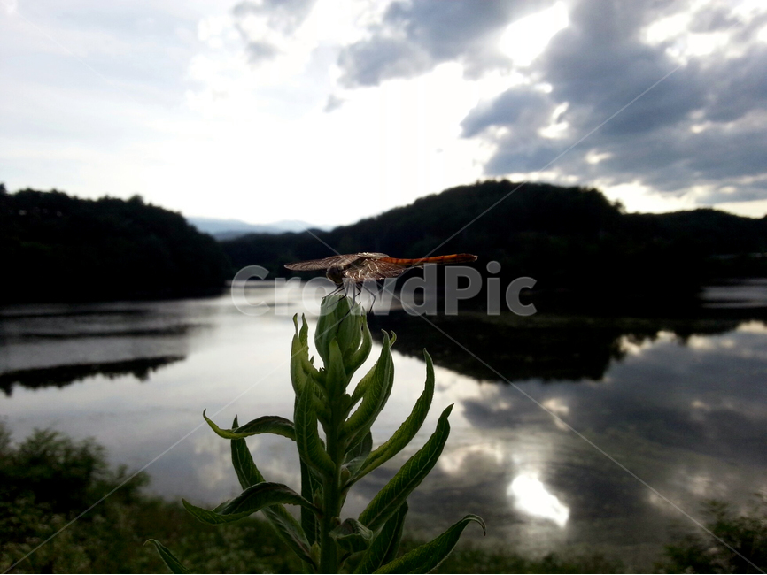 잠자리,강,구름,하늘,산,물,water,풀,빛,그림자,투영,그늘,dragon,fly,cloud,sky,river,식물,자연,plants,nature,동물,animal,곤충,벌레,insect,bug
