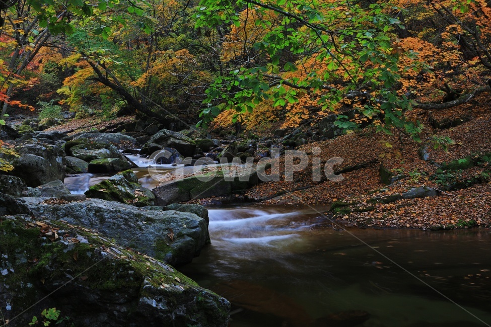 leaf,잎,tree,나무,maple,water,nature,자연,outdoors,옥외,stream,흐름,plant,식물,강원도,인제,방태산,방태산폭포,방태산가을,폭포,가을,추색,단풍,단풍잎,낙엽,만추,물흐름,계곡,가을,계절,fall,autumn,season,자연,풍경,nature,landscape