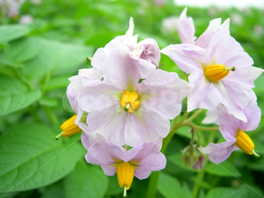 꽃,감자꽃,감자,식물,자연,플라워,flower,식물,자연,plants,nature,꽃,flower