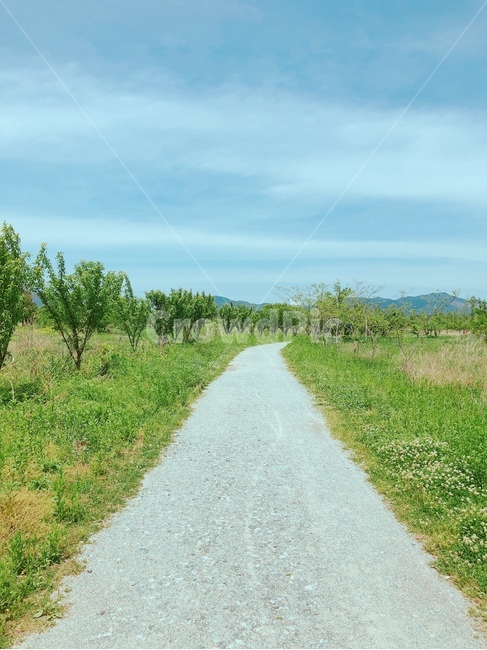 두물머리,자연,산책,여름,맑은,자연,풍경,nature,landscape,road,도로,dirt road,흙길,gravel,자갈