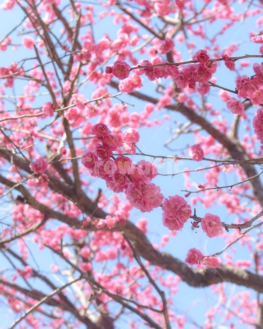 꽃,flowers,매화,봄,springs,봄,계절,spring,season,식물,자연,plants,nature,꽃,flower,plant,blossom