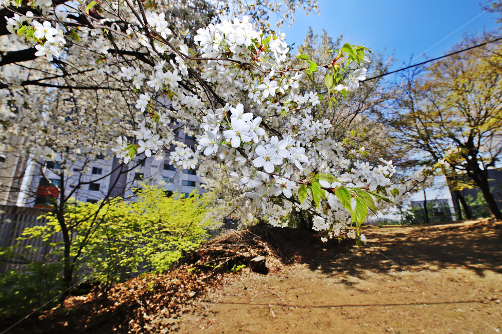 벚꽃,공원,하늘,감성사진,자연풍경,봄,계절,spring,season,식물,자연,plants,nature,꽃,flower,plant,blossom