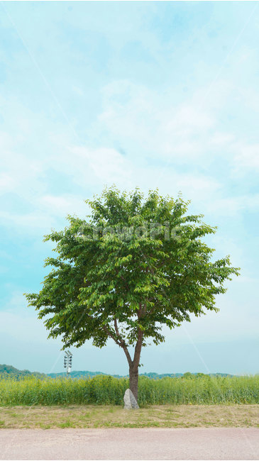 나무,자연,하늘,녹색,한그루,풀,구름,tree,식물,들판,풀밭,자연풍경,잔디,nature,trees,wood,풍경