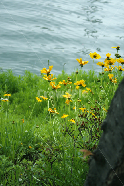 금계국,식물,flower,plants,nature,꽃,꽃봉오리,꽃밭,식물,자연,plants,nature,꽃,flower