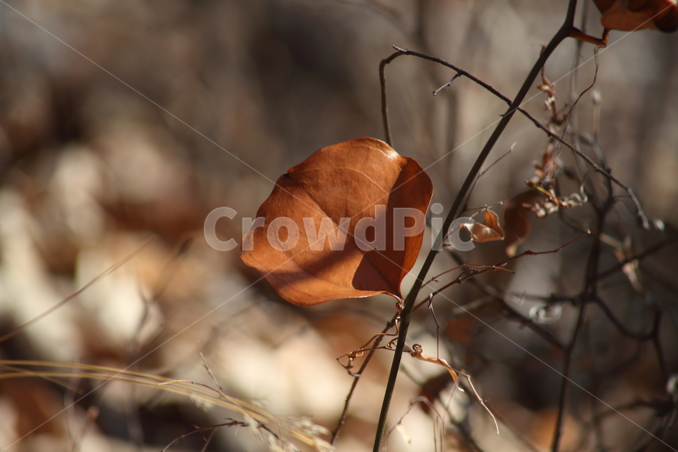 단풍,잎,식물,가을,redleaves,가을,계절,fall,autumn,season,식물,자연,plants,nature,plant,leaf