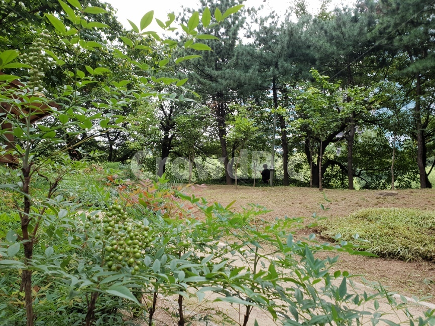 식물,힐링,초록이,자연,싱그로움,숲,자연,풍경,nature,landscape,tree,나무,plant
