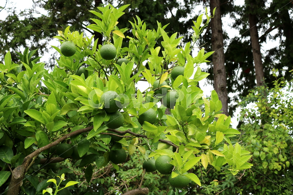 나무,귤,감귤,감귤나무,식물,과일,밀감,식물,자연,plants,nature,과일,열매,fruit