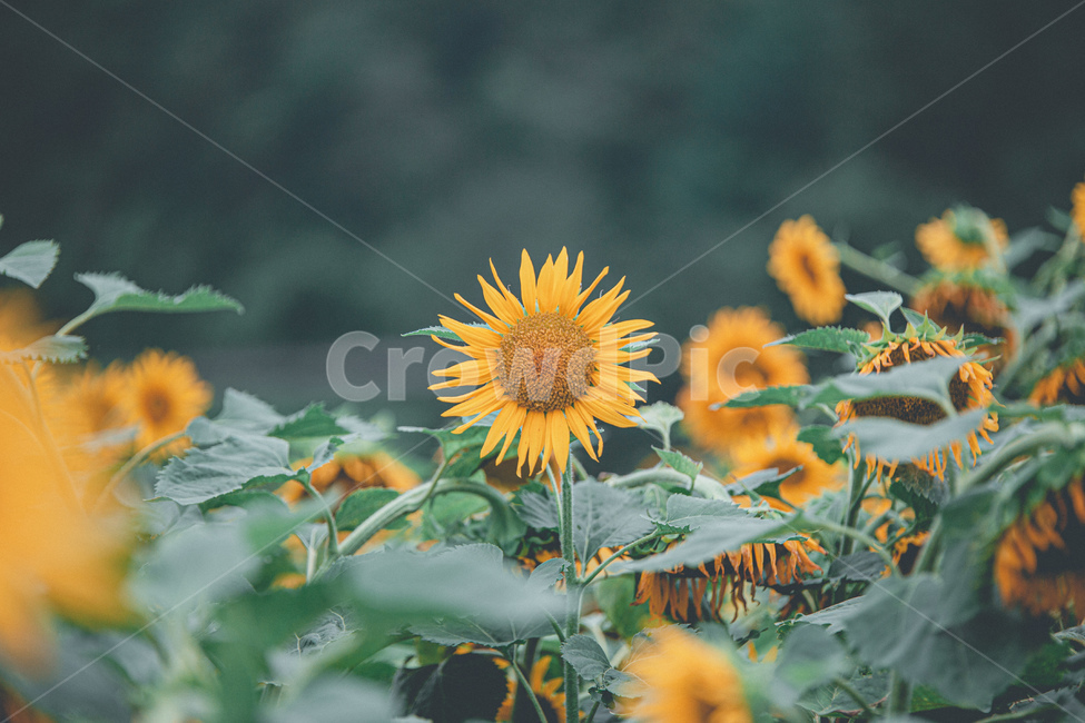 구미,해바라기,자연,꽃,여름,summer,flower,sunflower,여름,계절,summer,season,식물,자연,plants,nature,꽃,flower,감성,sensible,feeling,plant,blossom
