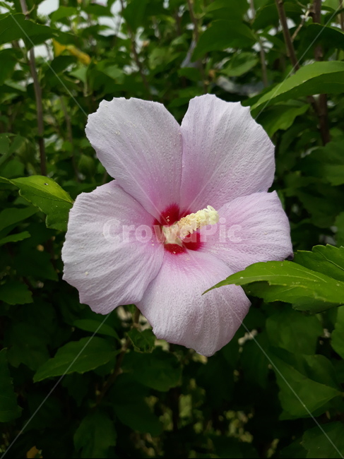 우리나라꽃,무궁화,아름답다,대표꽃,대한민국,식물,자연,plants,nature,꽃,flower