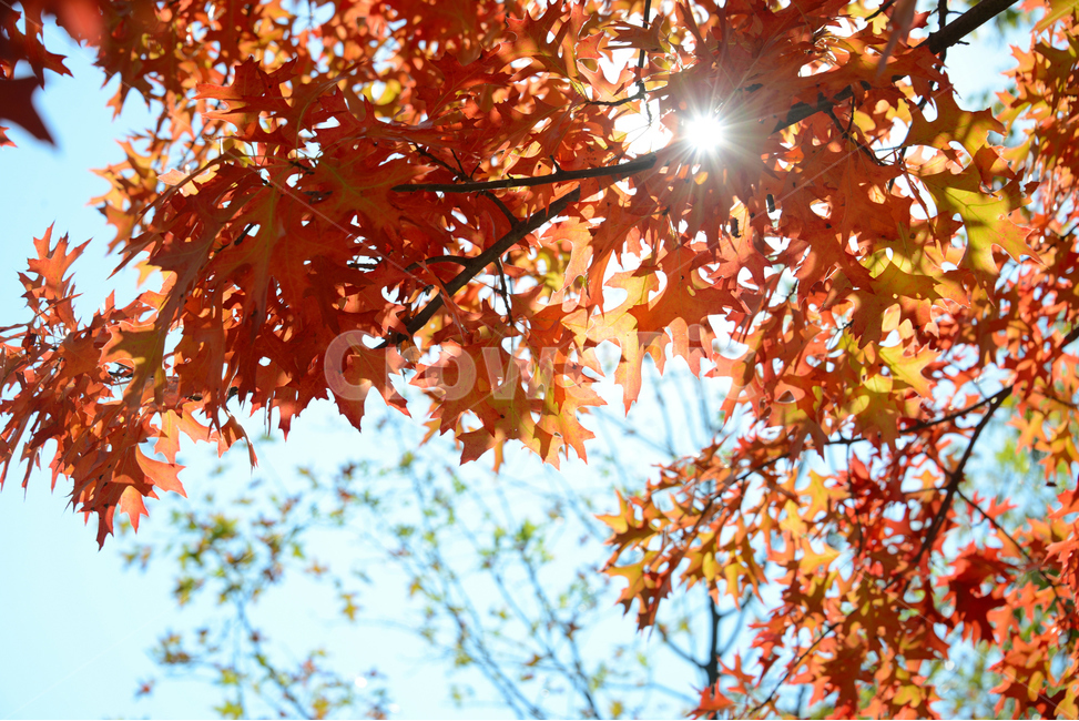 가을,단풍,하늘,단풍잎,빨간열매,fall,autumn,leaf,bluesky,maple,태양,아름다운,sunlight,햇빛,나무,tree,beutiful,감성적,sunny,맑은날,자연,식물,대왕참나무,가을,계절,fall,autumn,season,plant,잎