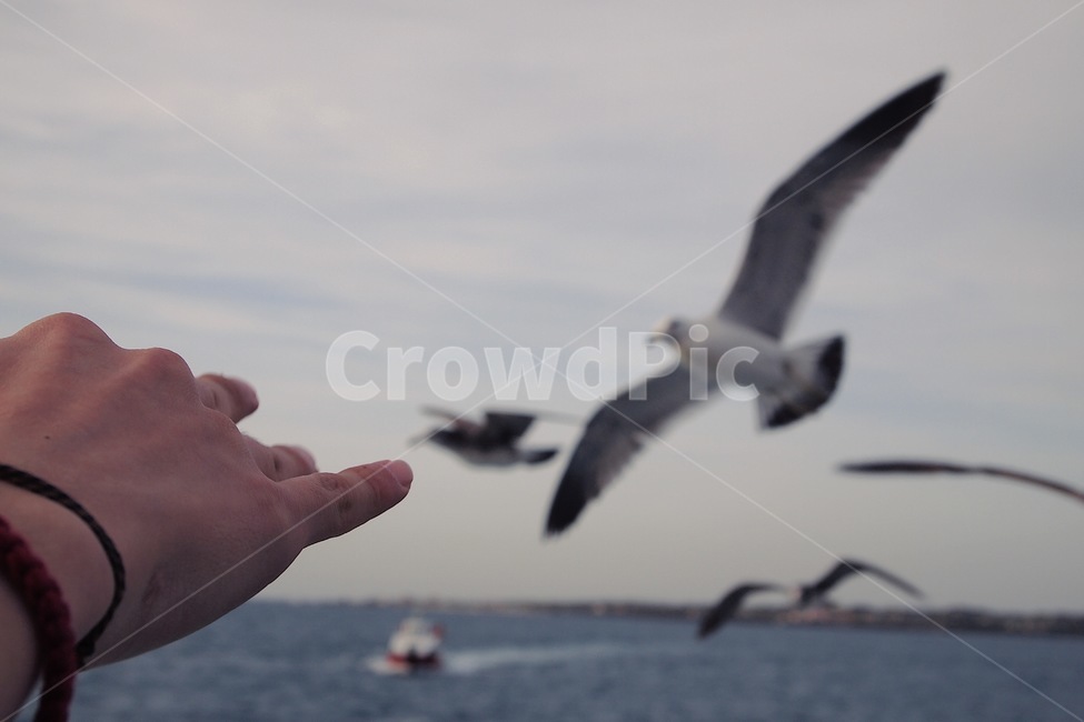 손,갈매기,하늘,바다,새,자연,풍경,동물,animal,조류,새,birds,사람,인물,인간,human,person,신체일부,몸,body