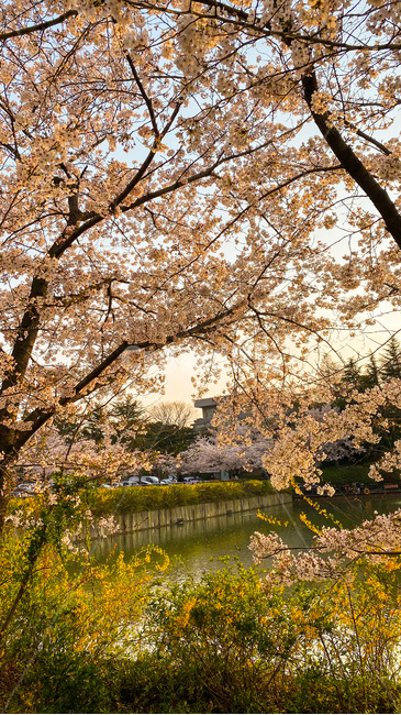 벚꽃,봄꽃,봄,blossom,flower,호수,꽃,cherryblossom,식물,plant