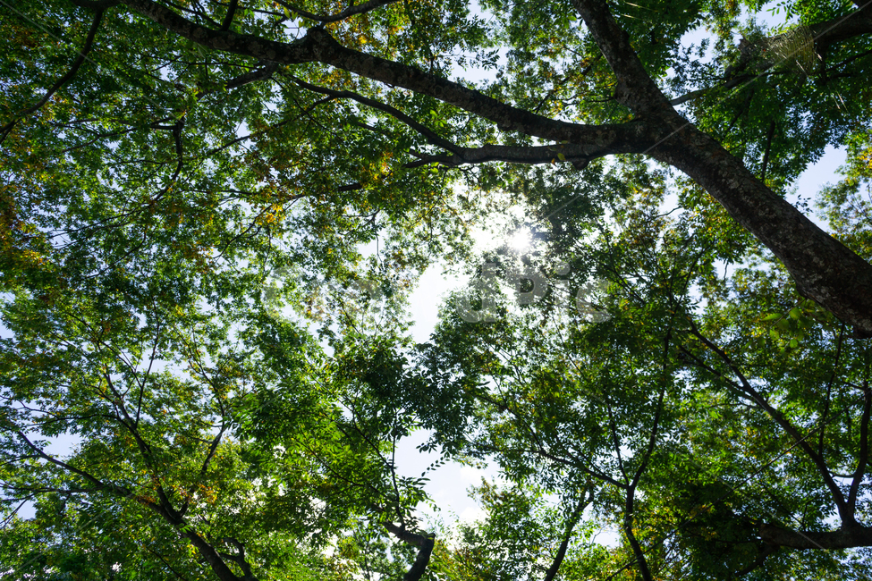 자연,경관,풍경,초록,활기,생동감,식물,자연,plants,nature
