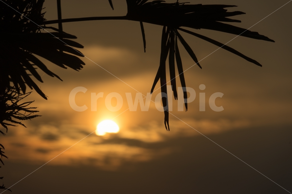 일몰,석양,붉은하늘,실루엣,역광,자연,풍경,nature,landscape,식물,plants,outdoors,옥외,light,빛,flare,플레어,sunlight,햇빛,sky,하늘