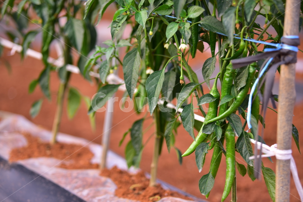 고추,풋고추,고추밭,밭농사,농사,농촌,밭고랑,field,farming,village,pepper,greenpepper,산업,industry,industrial,농업,농사,agriculture,farming,farming industry