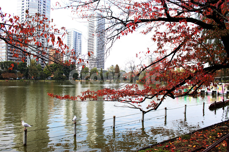 도쿄,단풍,공원,자연,도시,일본,가을,계절,fall,autumn,season,도시,풍경,city,landscape,해외,외국,세계,foreign,oversea,world,세계도시풍경,해외도시풍경,외국도시풍경,world cityscape,plant,식물,tree,나무,animal,동물,bird,새