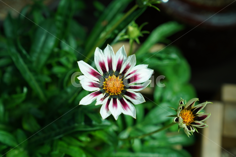 식물,화분,꽃,flower,blossom,식물,자연,plants,nature,꽃,flower