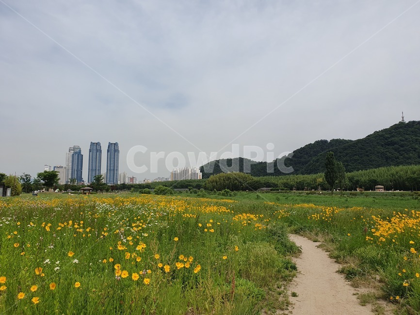 울산,태화강,공원,봄,꽃