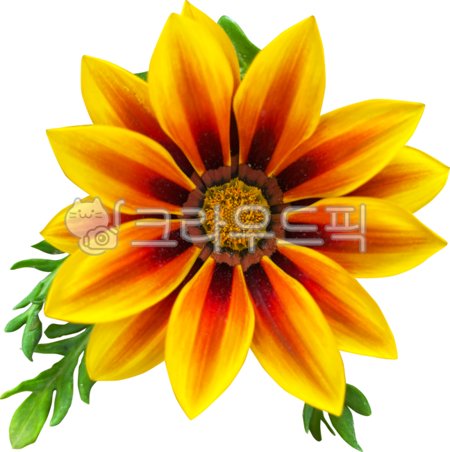 Gazania,horticulture,gazania regens,sun country,Chrysanthemum,gazaniarigens,plant,yellow flower,yellow chrysanthemum,Medal Chrysanthemum,flower