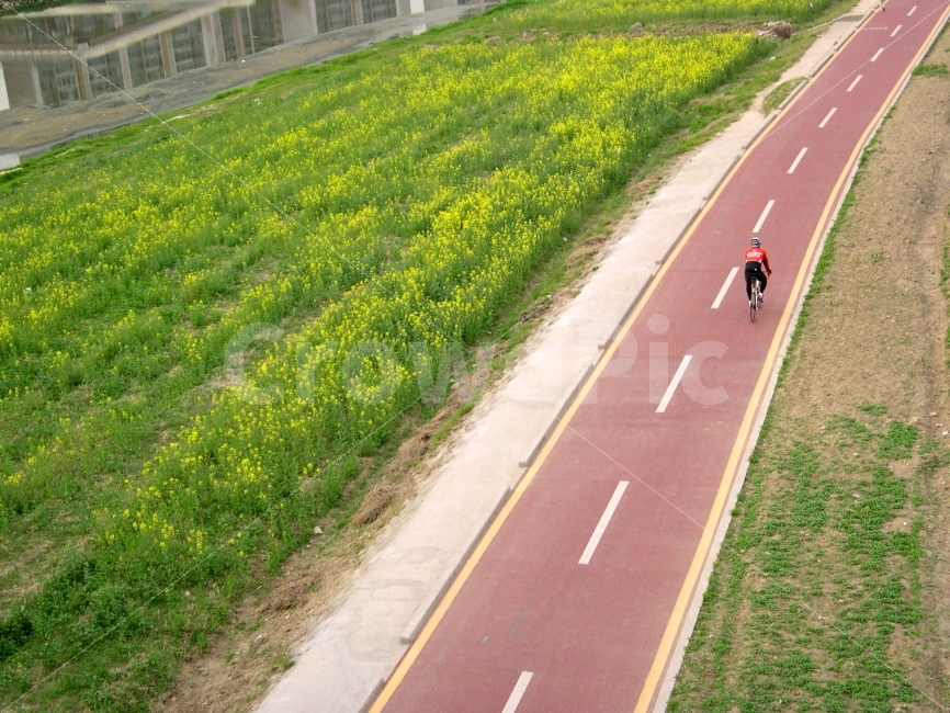 자전거,자전거도로,도로,길,레포츠,스포츠,취미,유채꽃,봄,road,bicycle,사람,인물,인간,human,person,스포츠,레저,운동,sports,leisure,exercise