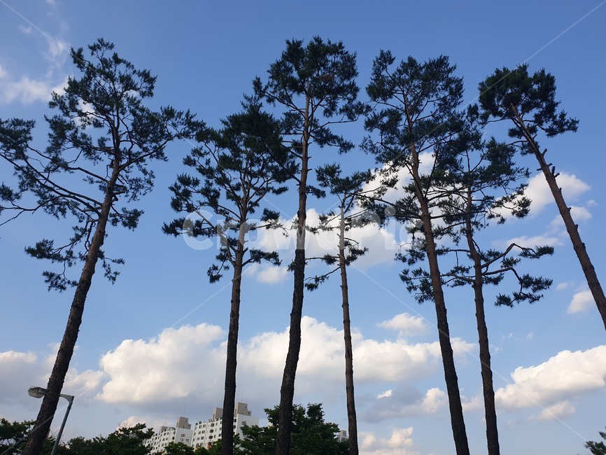 소나무,구름,배경,하늘,푸른