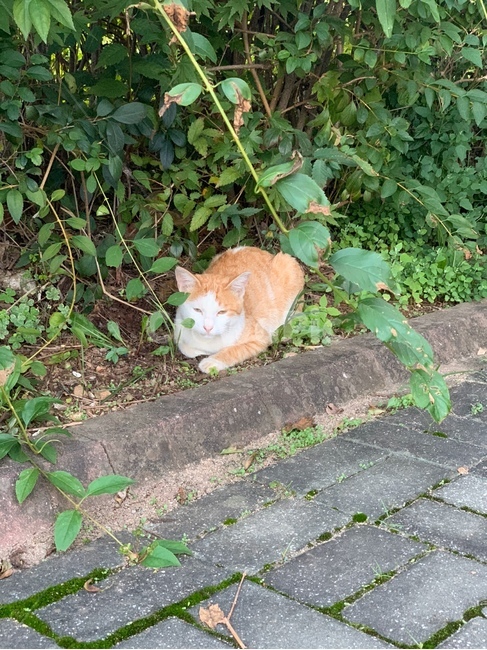 고양이,길고양이,공원,나무,cat,pet,애완동물,동물,animal,mammal,포유류