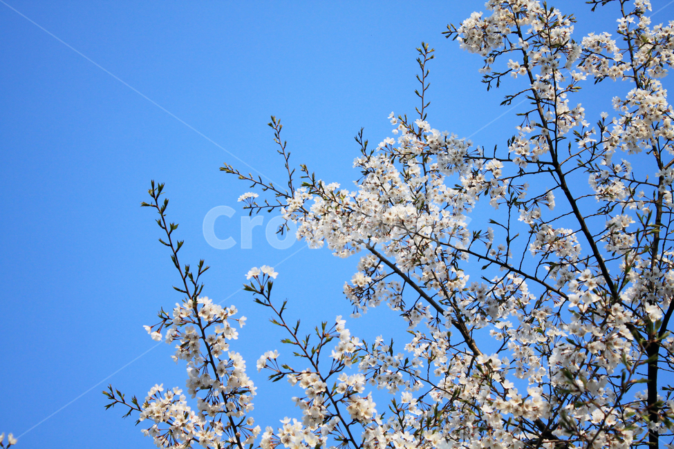 벚꽃,꽃,봄,나무,가지,나뭇가지,봉우리,꽃잎,개화,cherryblossom,blossom,식물,식물,자연,plants,nature,꽃,flower