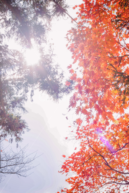 가을,계절,나무,단풍,낙옆,은행,은행나무,자연,풍경,fall,autumn,tree,seasons,maple,nature,landscape,sky,sun,sunlight,하늘,해,태양,햇빛,가을,계절,fall,autumn,season,plant,식물,leaf,잎