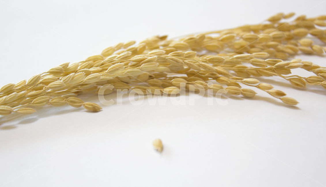 쌀,벼,곡식,곡물,음식,식재료,요리,이삭,곡류,rice,cereal,dry,ear,farming,food,gold,grain,harvest,isolated,korea,meal,nutrition,organic,plant,seed,yellow,cook,cook화이트,흰색,하얀색,흰배경,쌀알,알갱이,볍씨,씨,씨앗,열매,쌀알갱이,식물,자연,탑앵글,탑뷰,음식,식재료,요리,food,cook,meal,dishes,food reserves,곡류,곡식,cereals