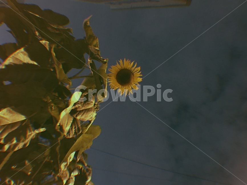 식물,꽃,flower,해바라기,외로움