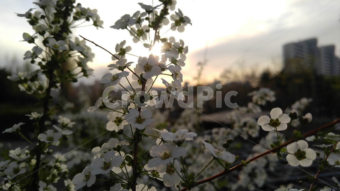 조팝나무,장미과,장미목,하얀꽃,꽃,흰색,야외,감성,배경,봄,joppod,whiteflowers,white,flower,outdoor,emotional,background,spring