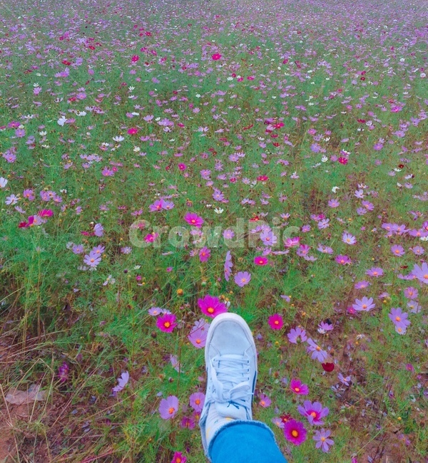 꽃밭,꽃,신발,봄,코스모스