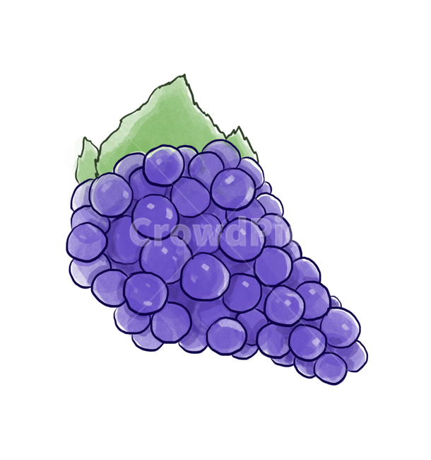 plant,식물,fruit,과일,food,음식,포도,grapes,포도일러스트,과일일러스트,음식일러스트,과일,열매,fruit,그래픽,일러스트레이션,graphic,illustration