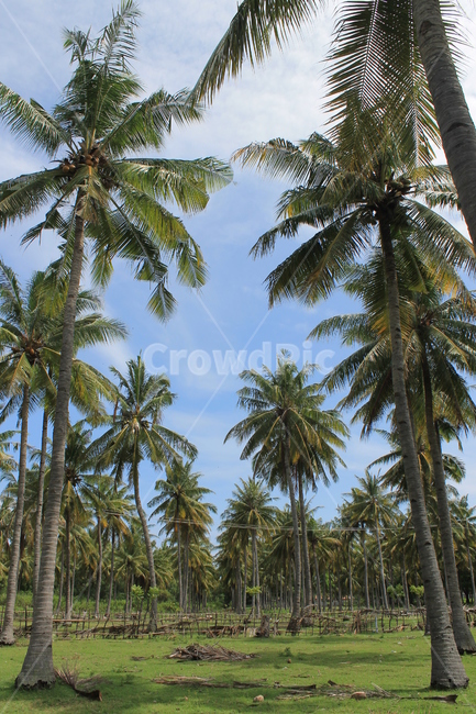 야자수,길리,palmtree,gili,nature,자연