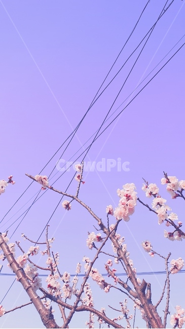 벚꽃,보라색,배경화면,꽃,나뭇가지,감성