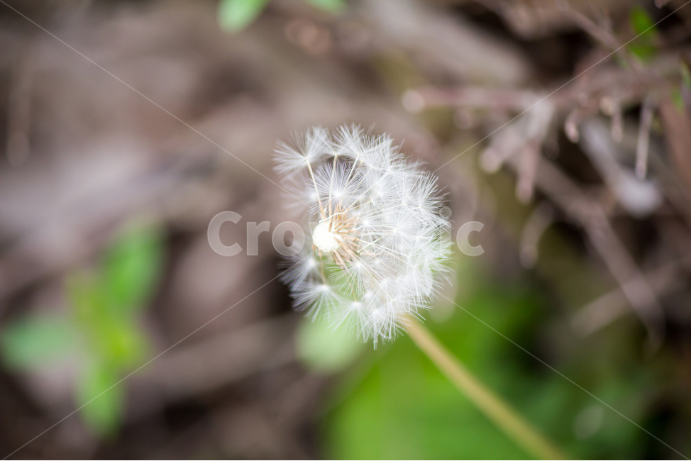 민들레,홀씨,flower,꽃,plant,씨앗,민들레씨앗,식물,자연,plants,nature