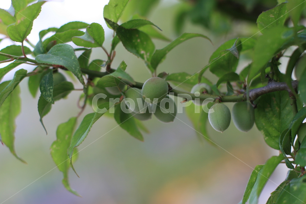plant,식물,fruit,과일,food,음식,열매,매실,매실나무,나무
