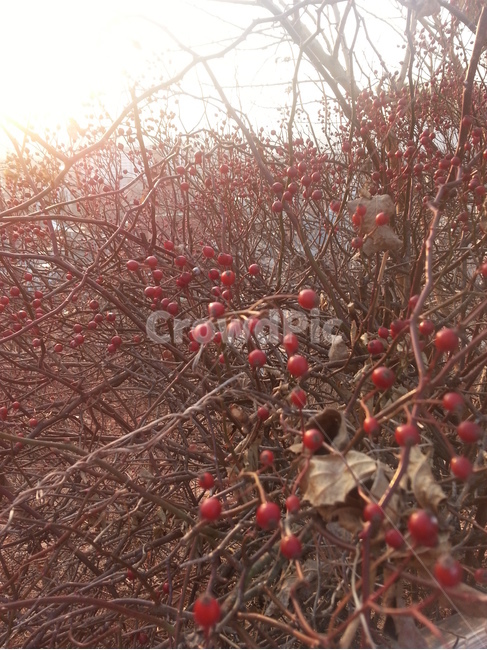plant,식물,빨간열매,열매,나무