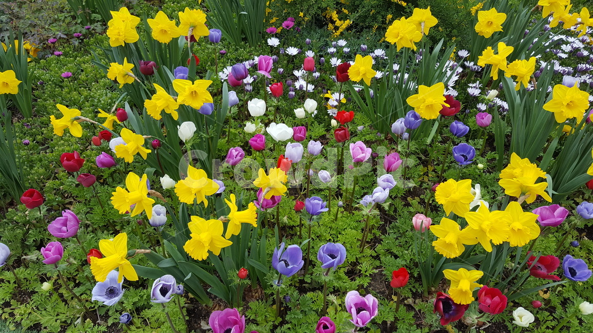 꽃,야생화,수선화,노루귀,튤립,형형색색,wildflowers,narcissus,hepaticas,tulips