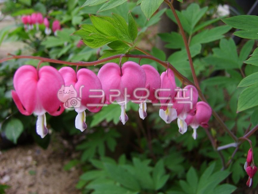 petal,wildflowers,nature,bleeding heart,flower garden,flower