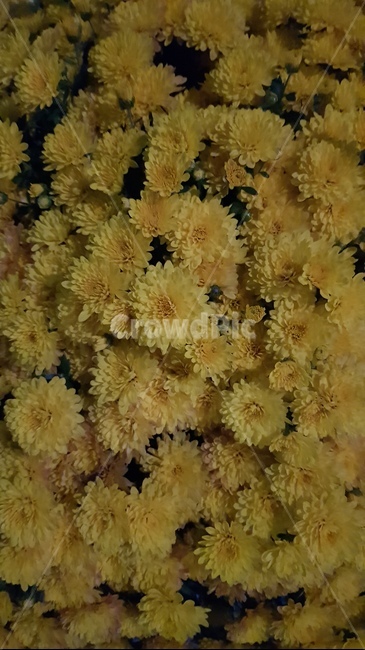 자연,꽃,식물,옥외,국화,꽃,flower